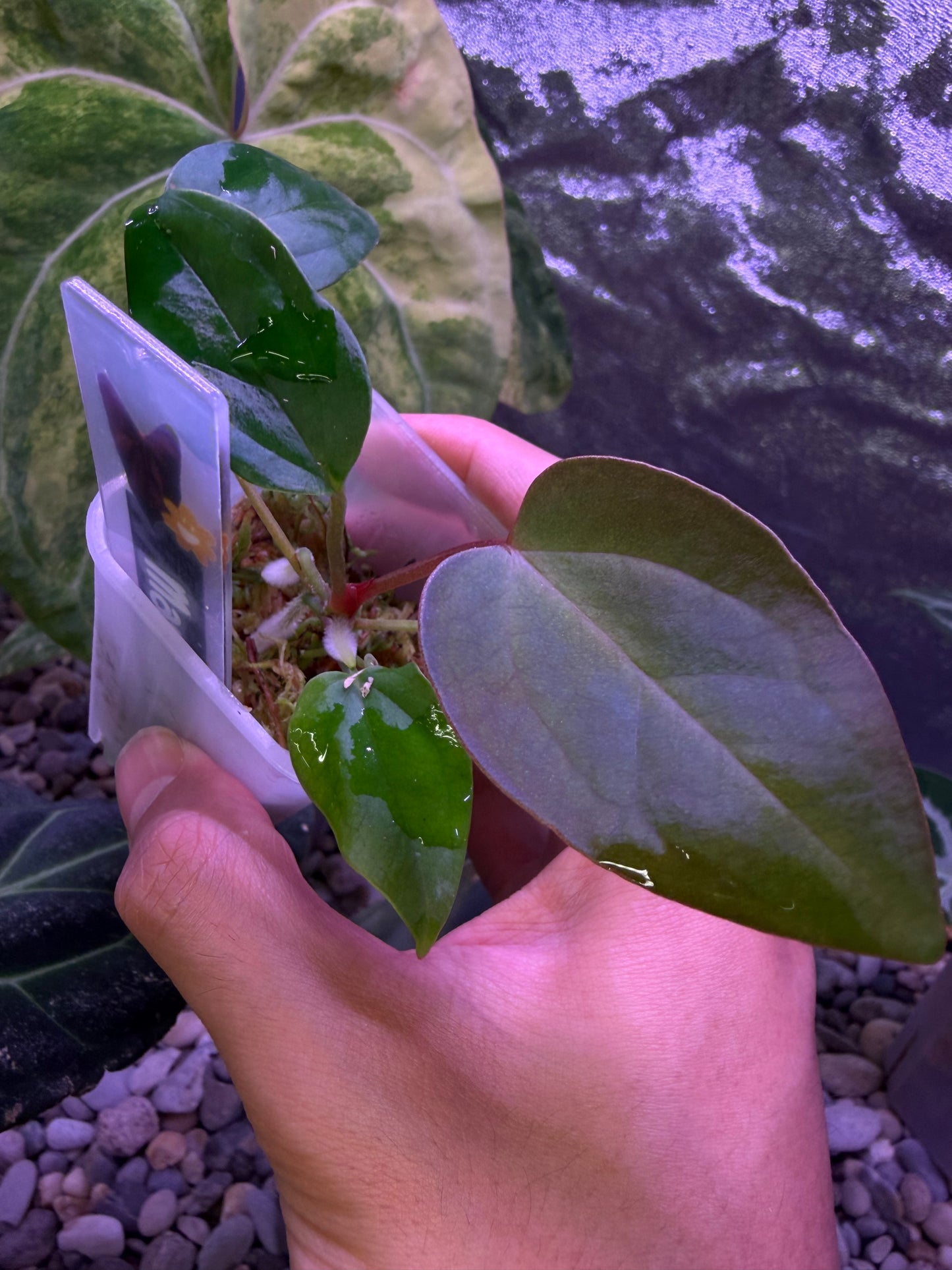 Anthurium rioclarense wild hybrid × Pap ‘RL × FS’ ‘Rouge’