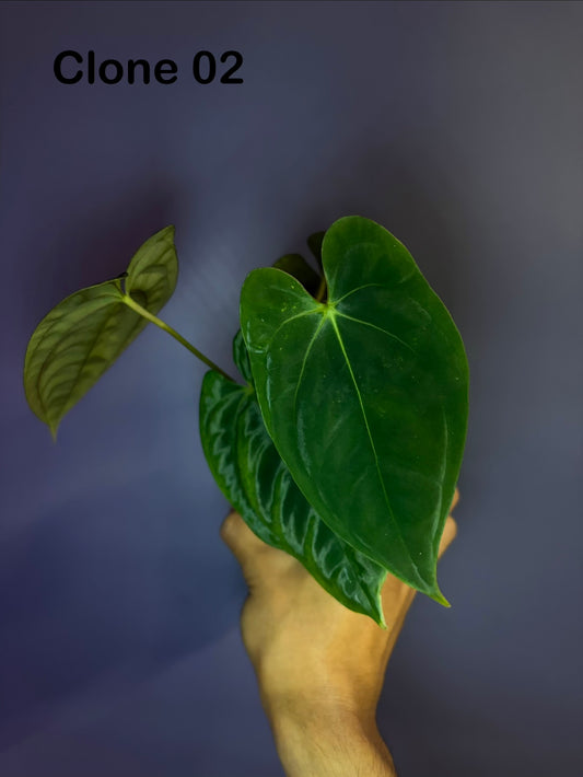 Anthurium papillilaminum RA6 - clone