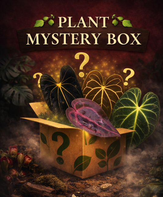 Plant mystery box