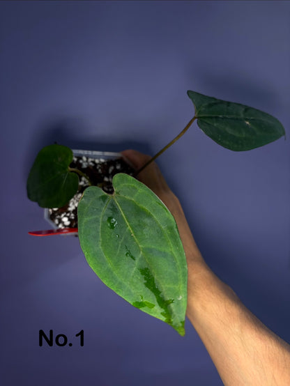 Anthurium Ace of spades (DF × DF) - clone