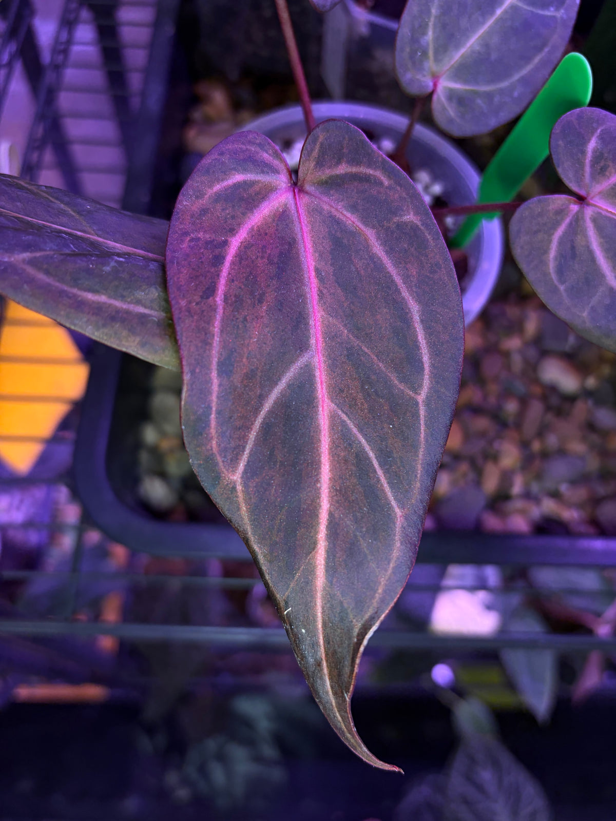 Docblock Dark & handsome ‘9’ × Red velvet cake ‘24’ variegata