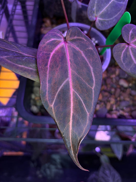 Docblock Dark & handsome ‘9’ × Red velvet cake ‘24’ variegata
