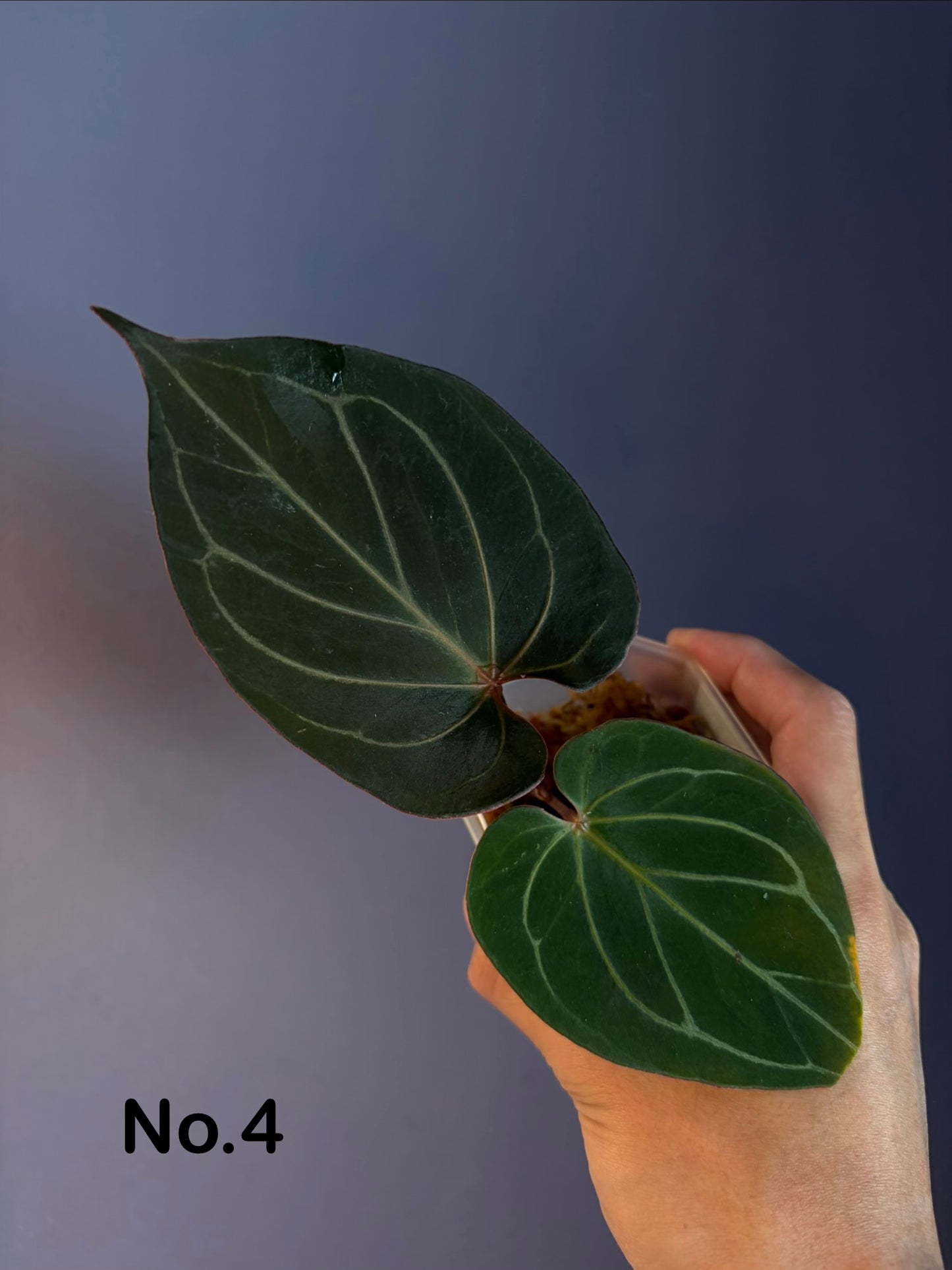 Anthurium King of Spades (KOS) HU