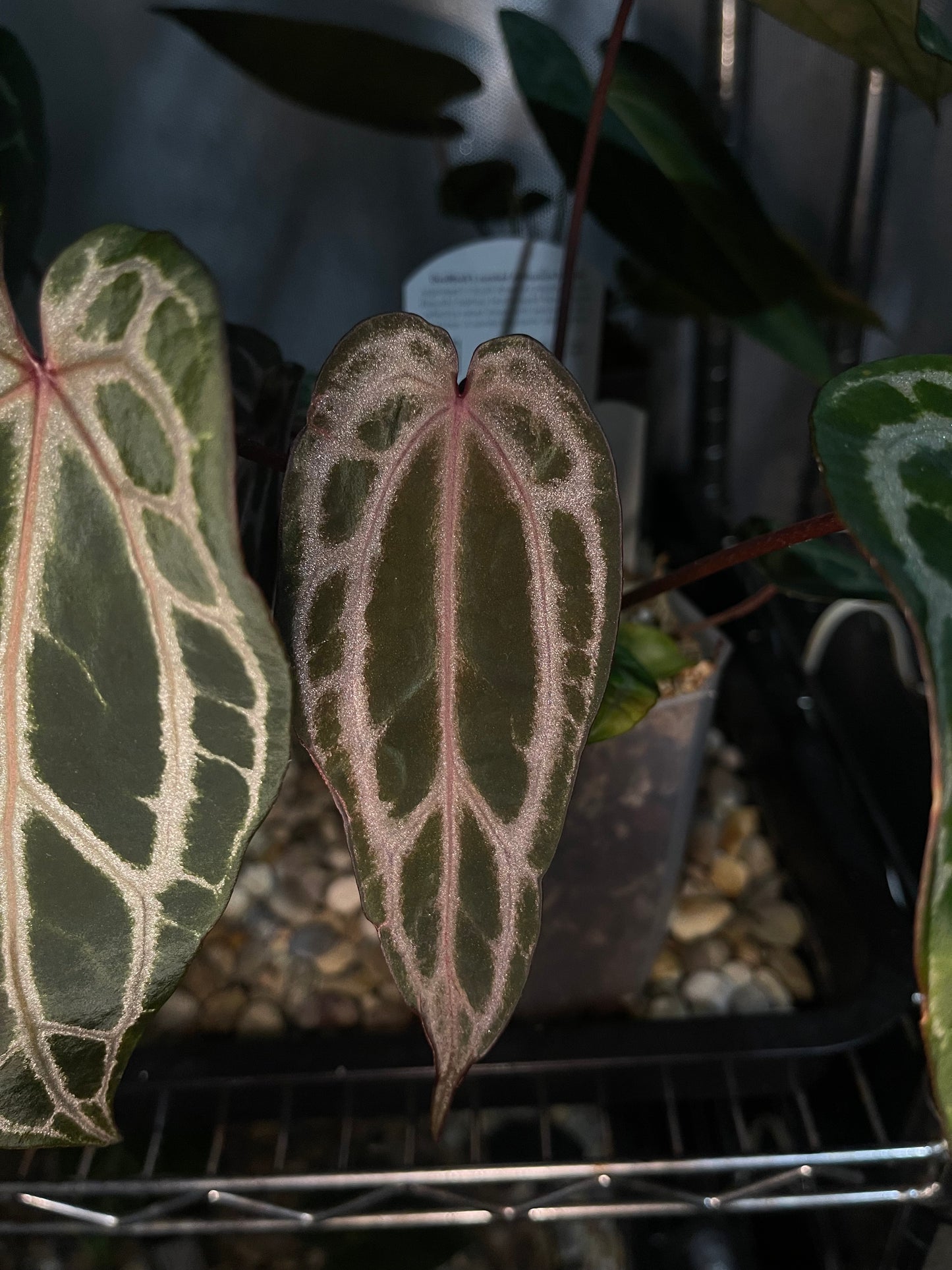 Docblock Tortoise Shell® Brown '34' X Purple Rain® '27' (selected)