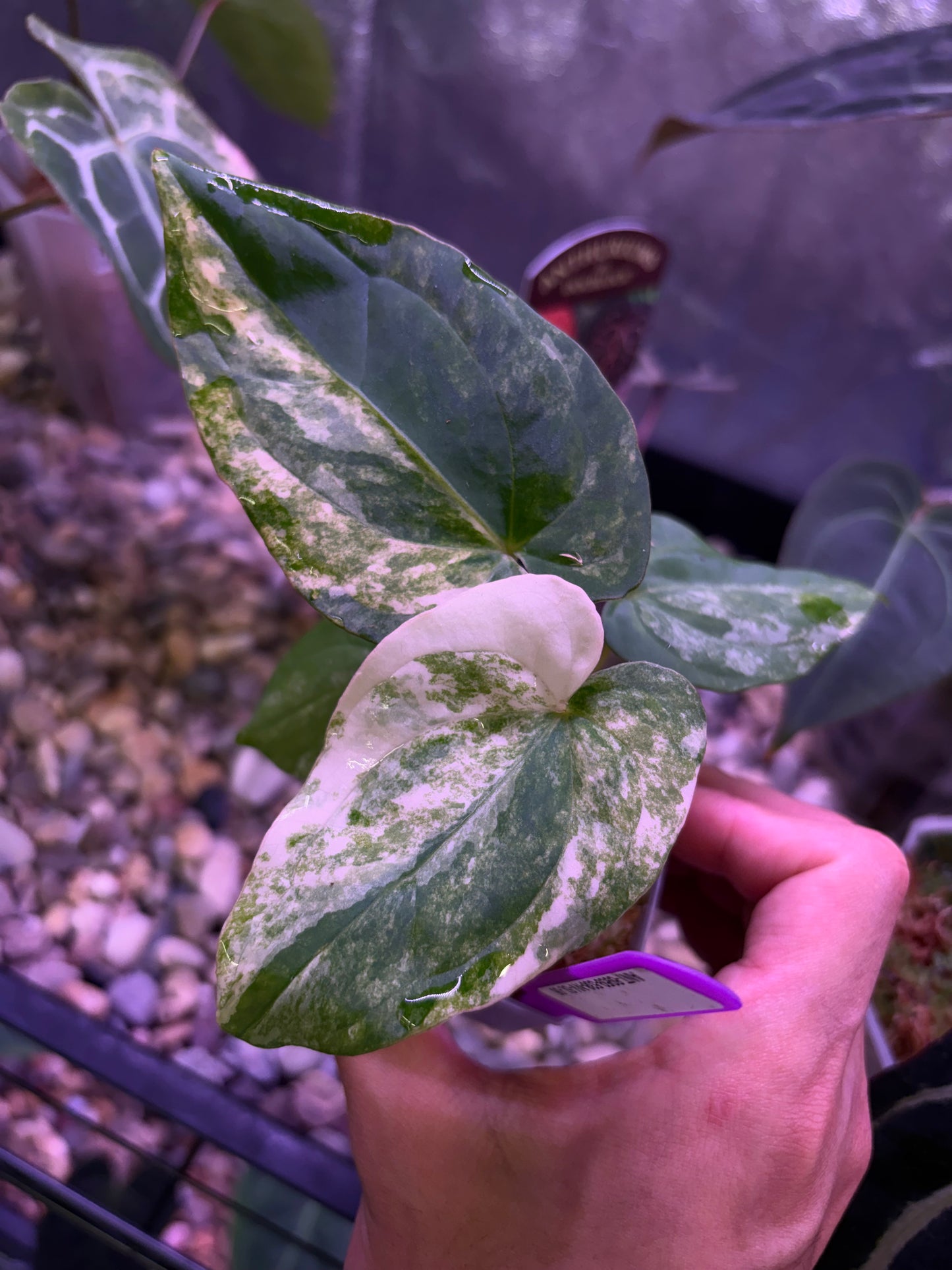 Anthurium papillilaminum var. × ‘BVEP’ [Tezula]