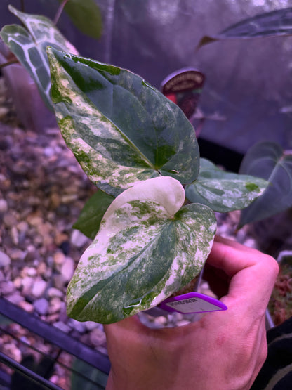 Anthurium papillilaminum var. × ‘BVEP’ [Tezula]