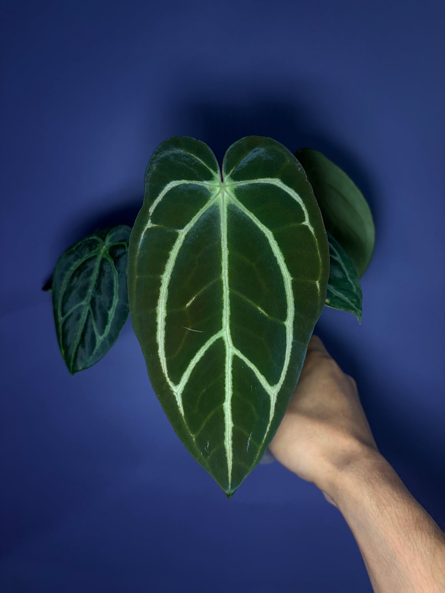 Anthurium carlablackiae - selected