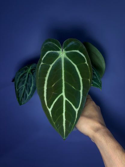 Anthurium carlablackiae - selected