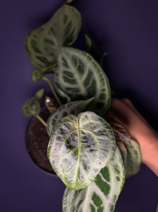 Anthurium super silver hybrid