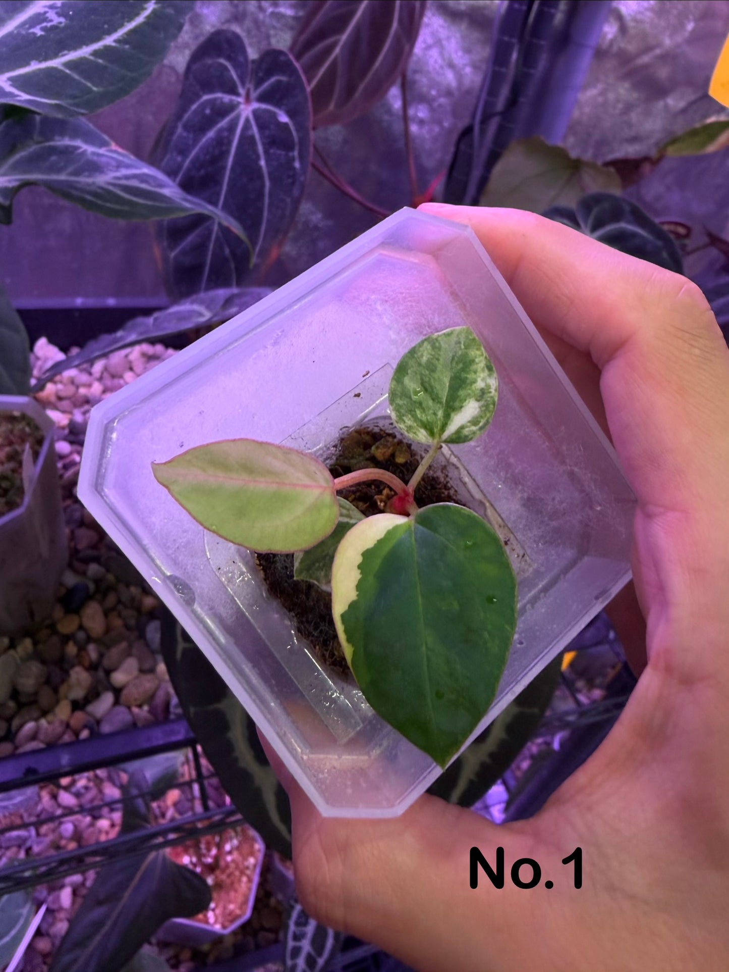 Anthurium papillilaminum var. × (‘Red Crystallinum’ [Tezula] × ‘Zara’)