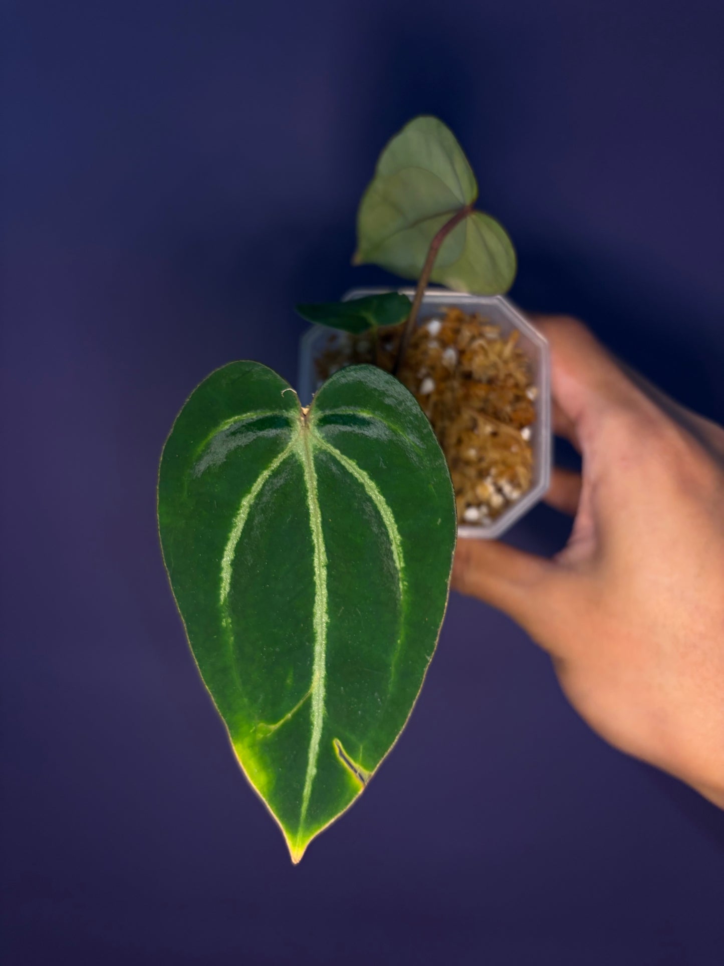 Anthurium ‘Carlablackiae’ (RA5×RA10) × self