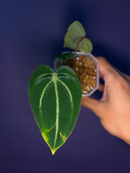 Anthurium ‘Carlablackiae’ (RA5×RA10) × self