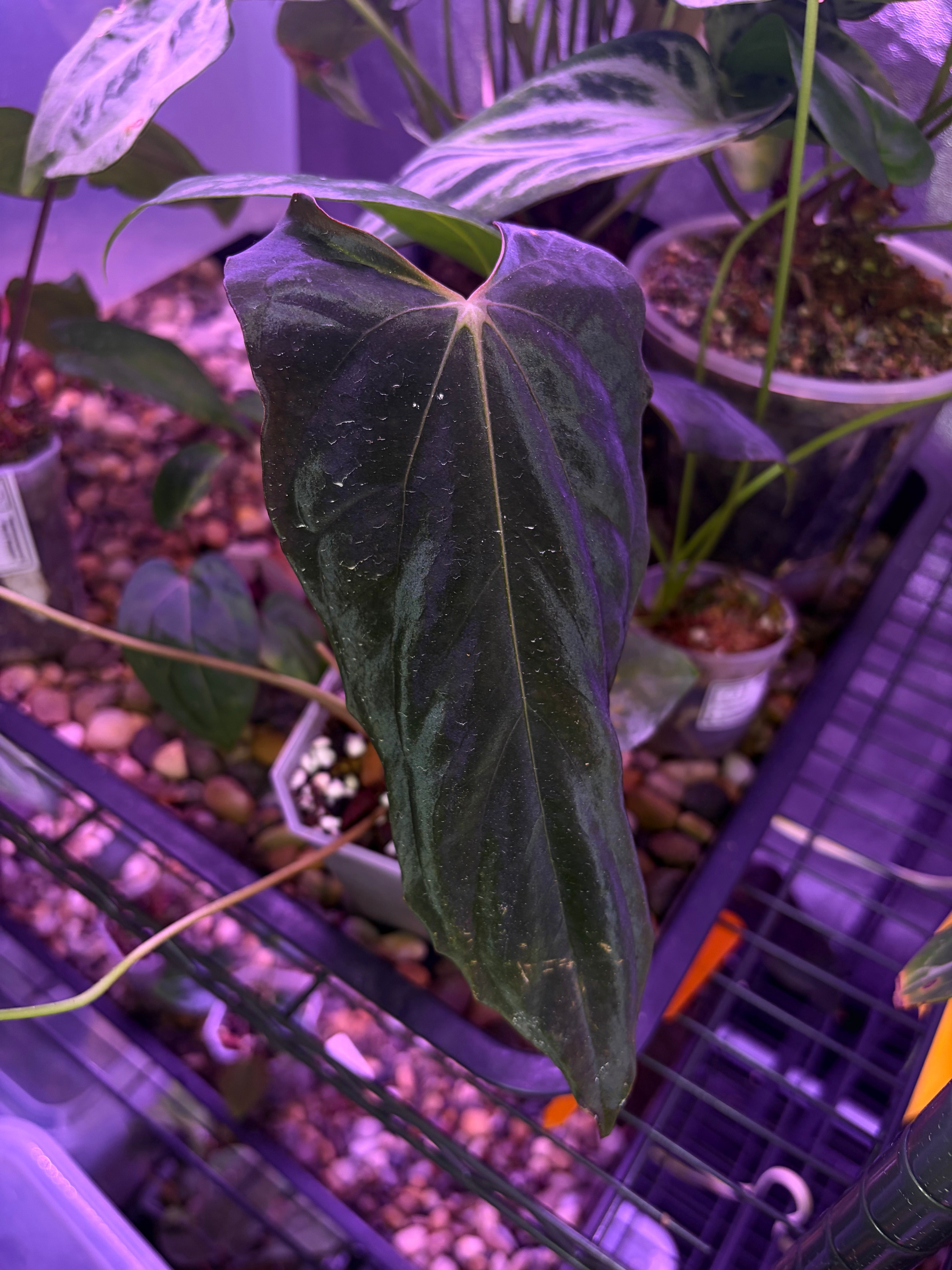 Anthurium papillilaminum ('Fort Sherman' × 'Ralph Lynam') × self