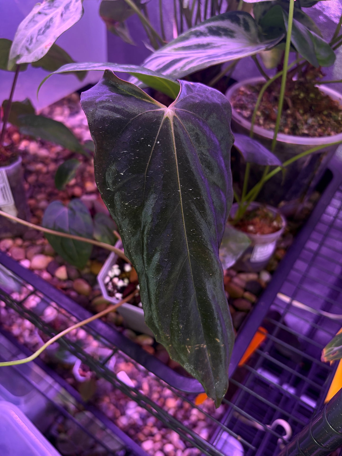 Anthurium papillilaminum (‘Fort Sherman’ ×  ‘Ralph Lynam’) × self