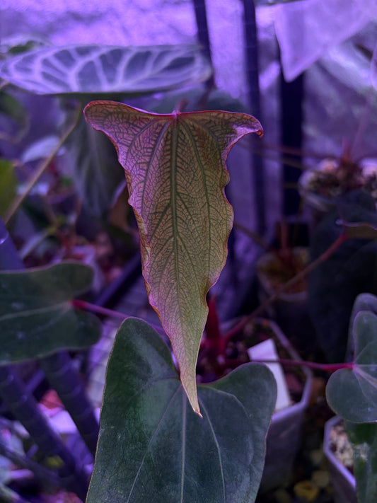 Anthurium ‘Nagini’ - clone