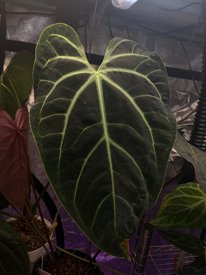 Anthurium besseae aff. #1