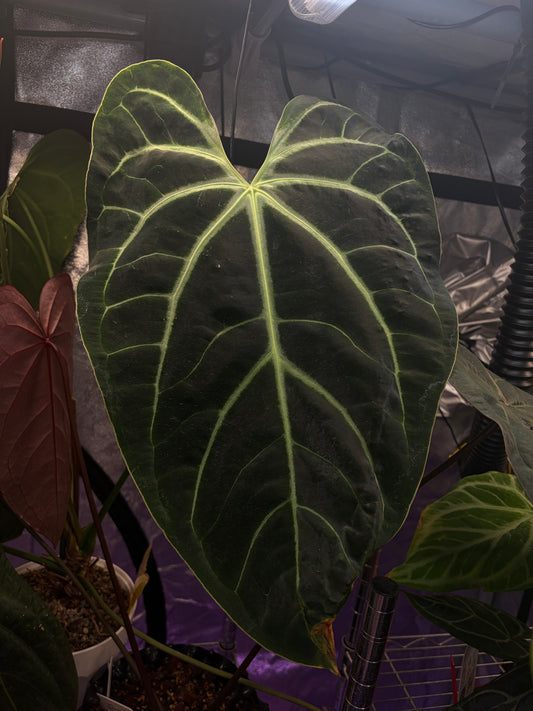 Anthurium besseae aff. #1
