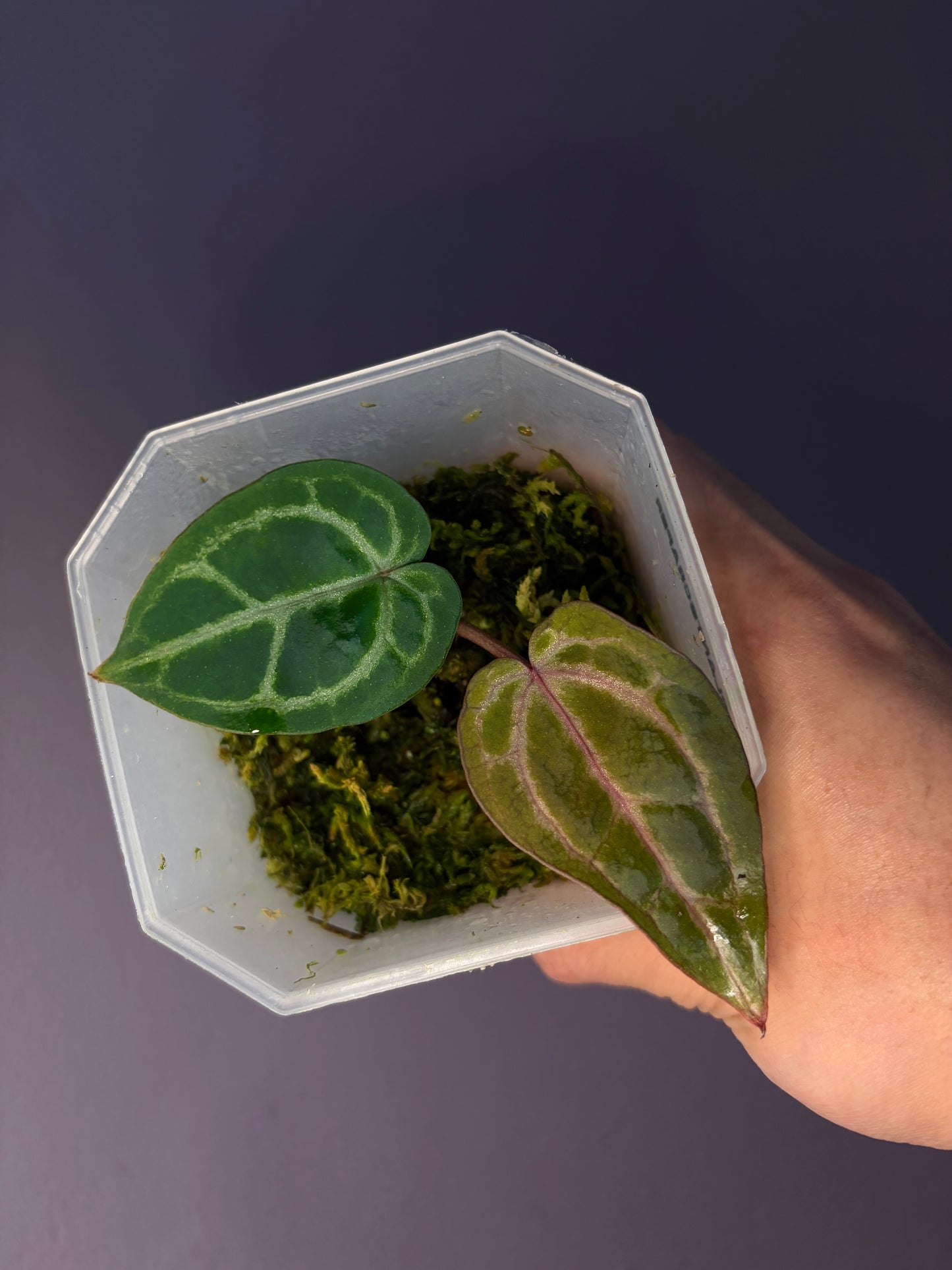 Docblock Zara ‘33’ x Home, sweet home ‘32’ (selected #1)