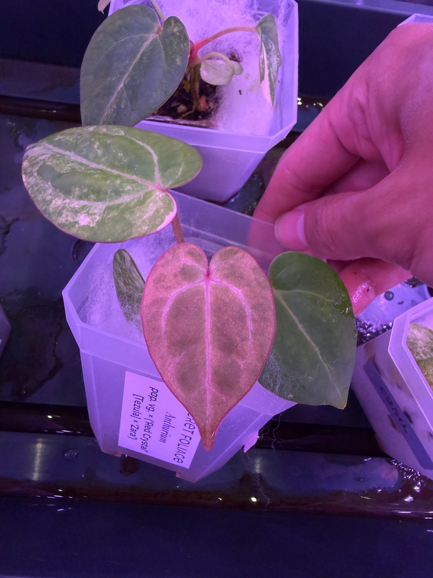 Anthurium papillilaminum var. × (‘Red Crystallinum’ [Tezula] × ‘Zara’)
