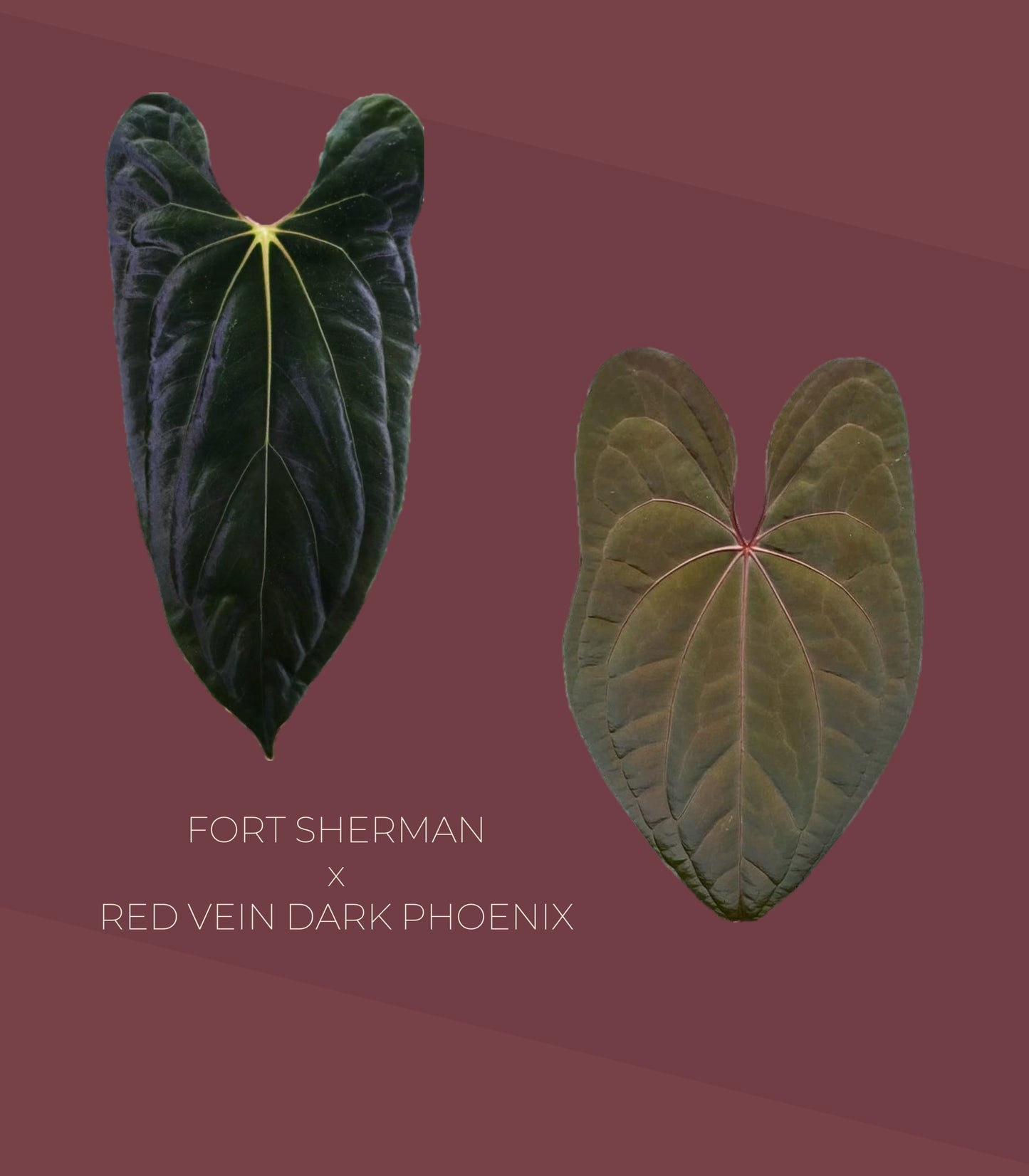 Anthurium Papillilaminum Fort Sherman × Red Vein Dark Phoenix