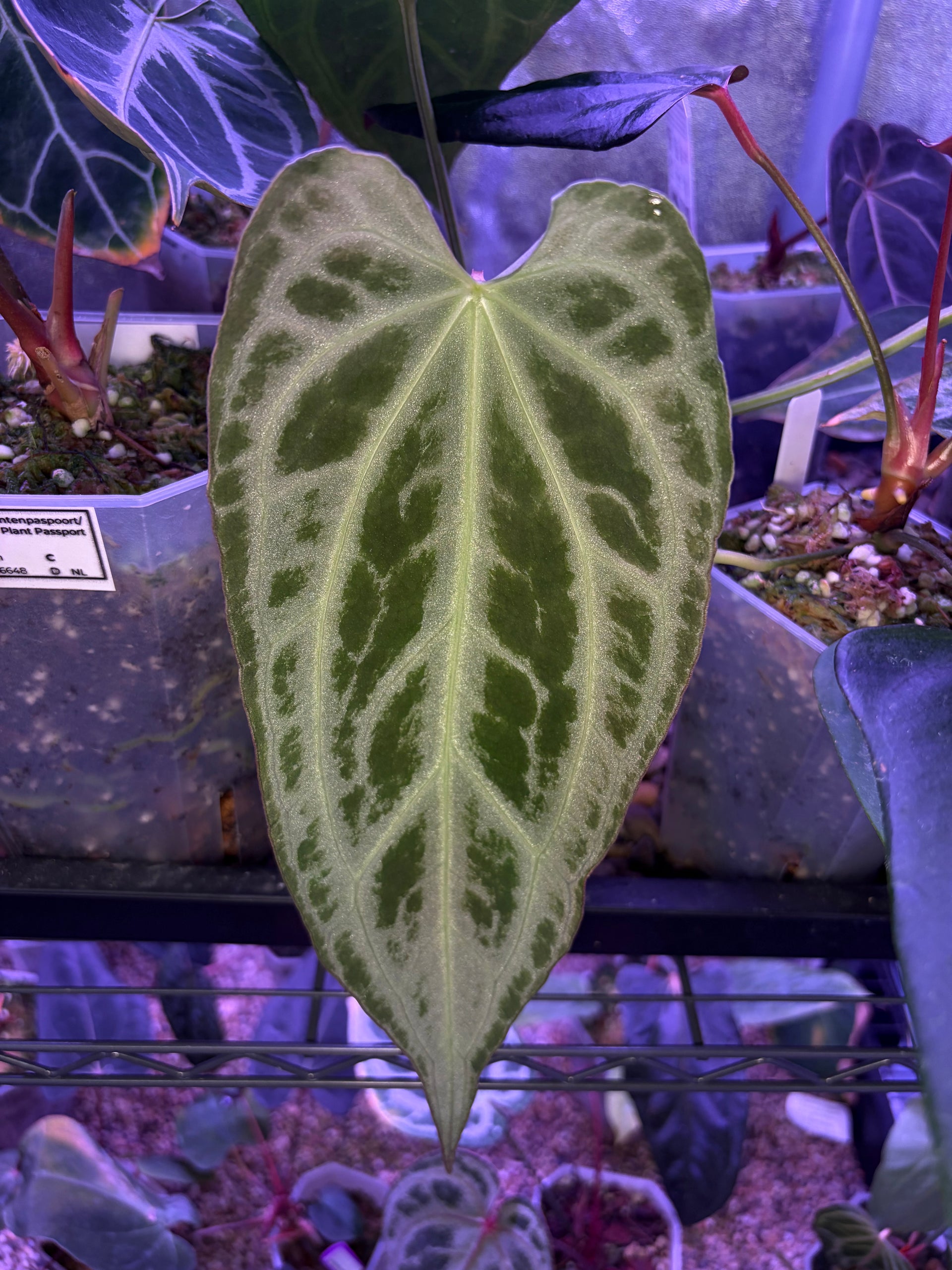 anthurium ftg Anthurium crystallinum 'FTG' S1 – Secret Foliage
