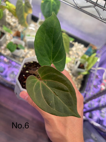 Anthurium King of Spades (KOS) HU