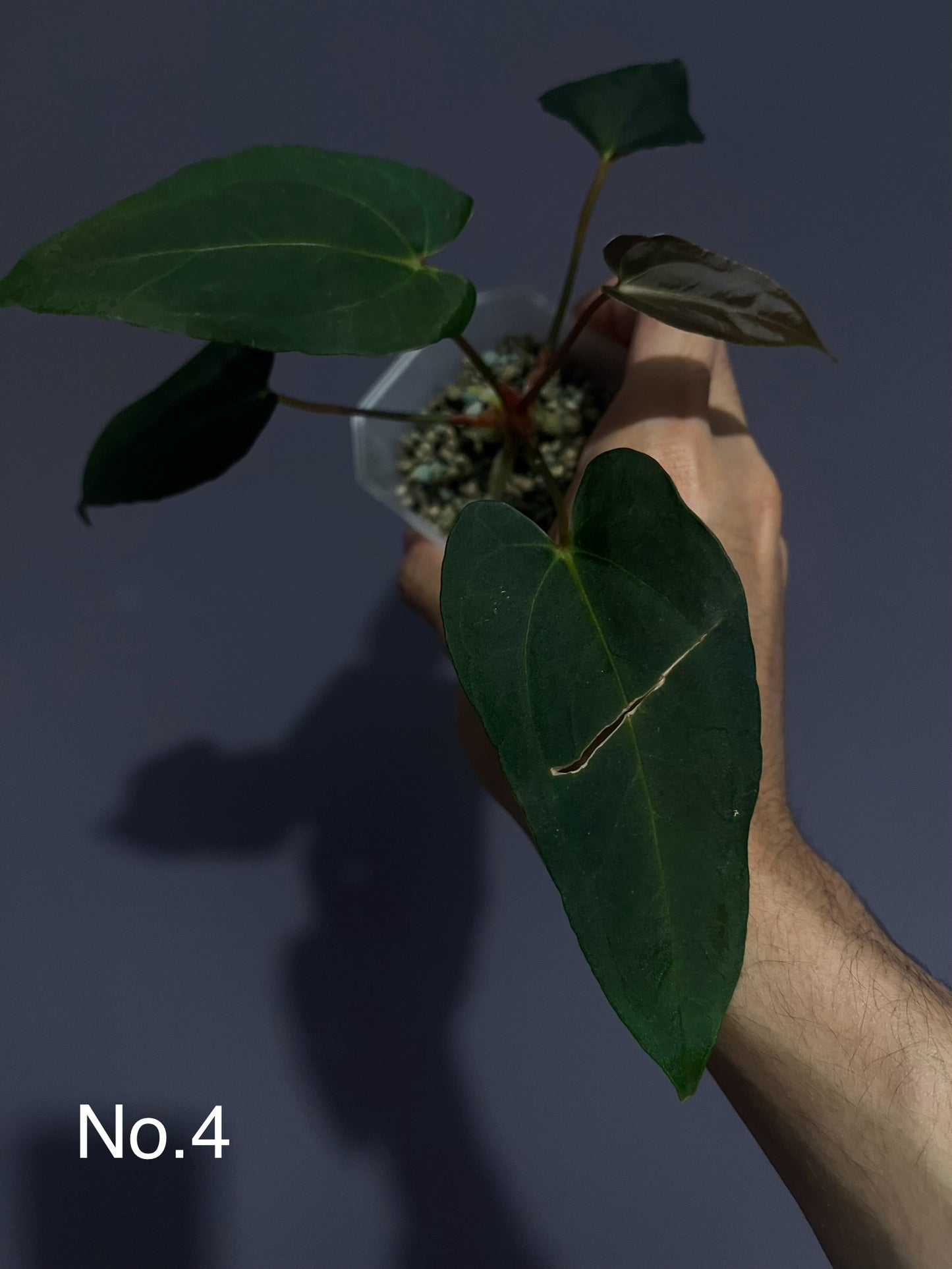 Anthurium Blue Papillilaminum (Dark Form)