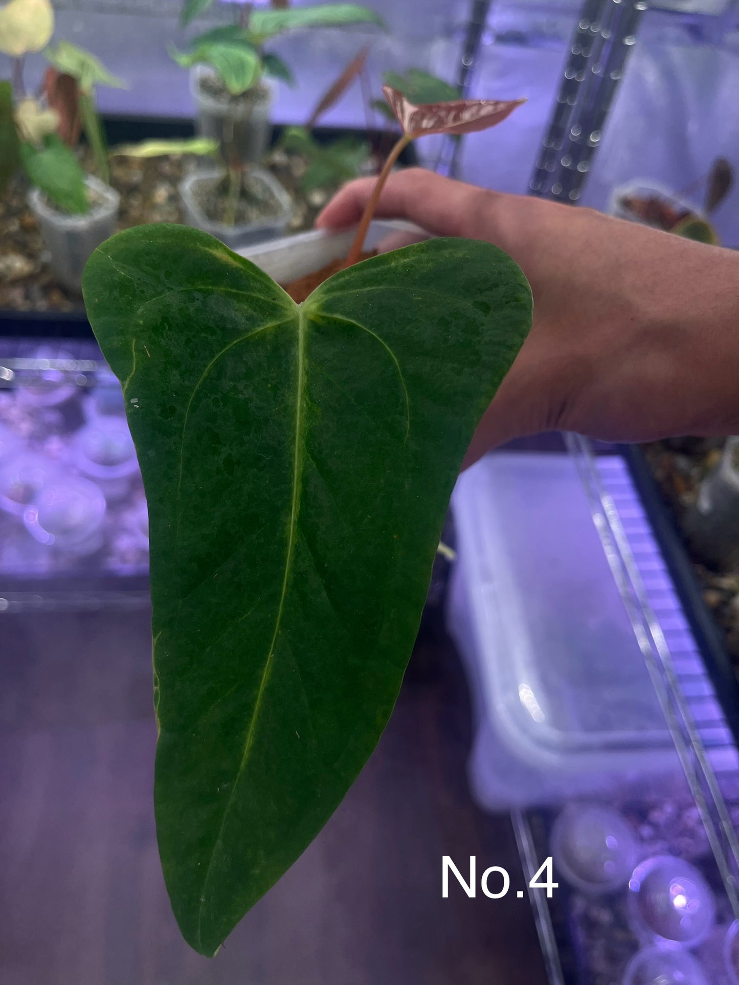 Anthurium Indo Portillae × BVIT