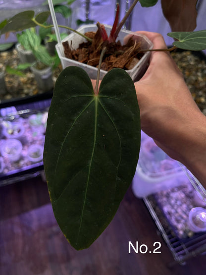 Anthurium Blue Papillilaminum (Dark Form)