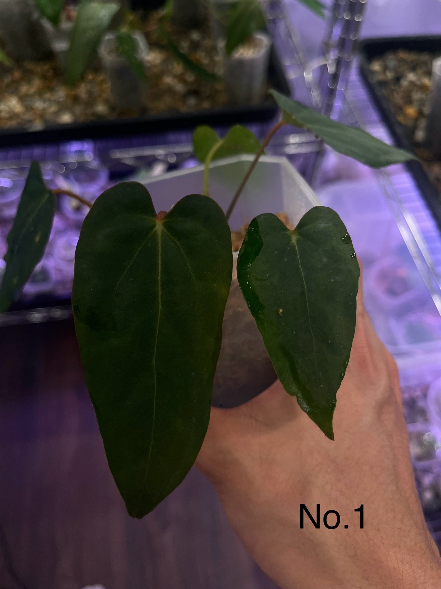 Anthurium Blue Papillilaminum (Dark Form)