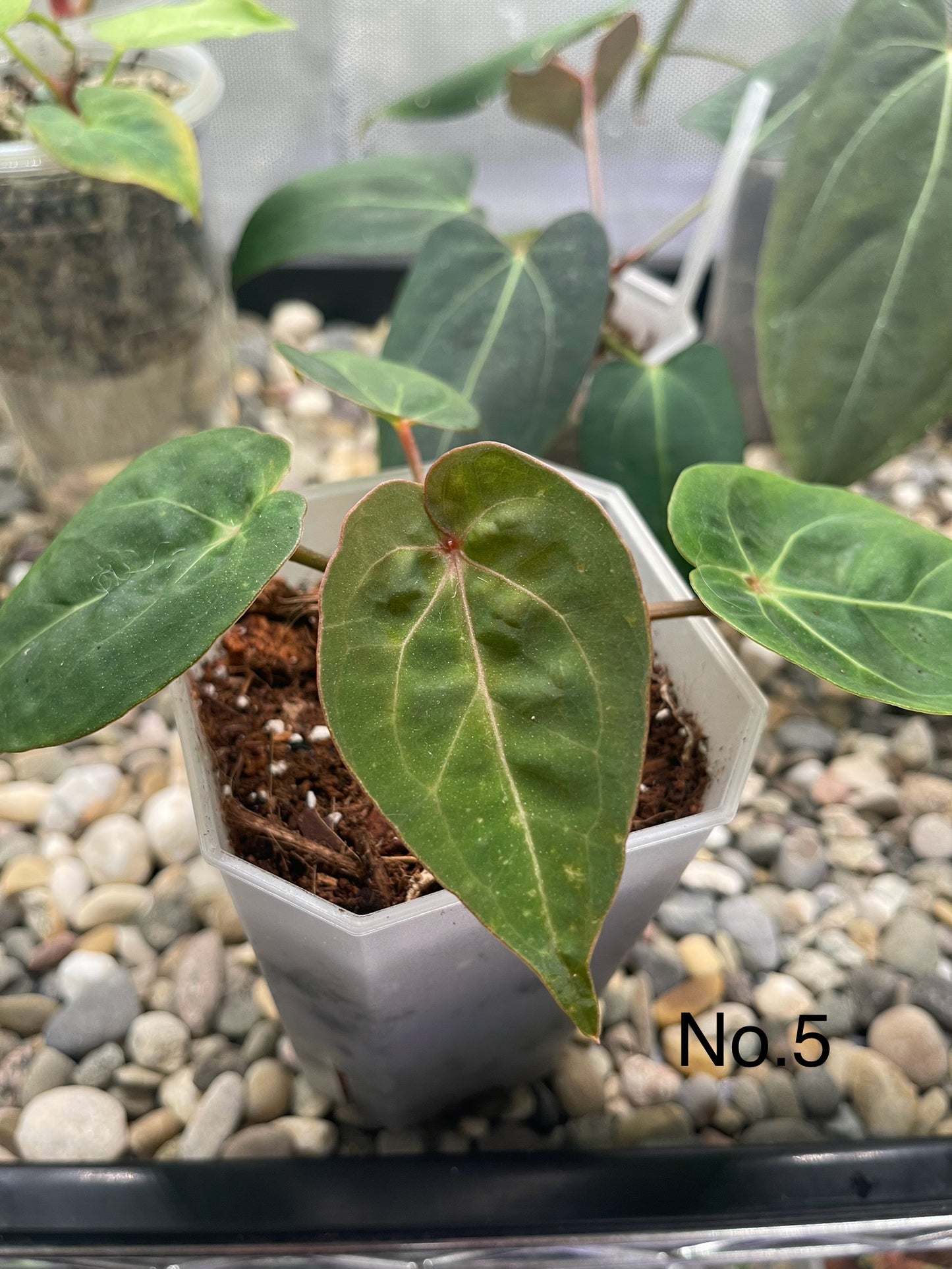 Anthurium hoffmannii Red Sinus (Indo type)