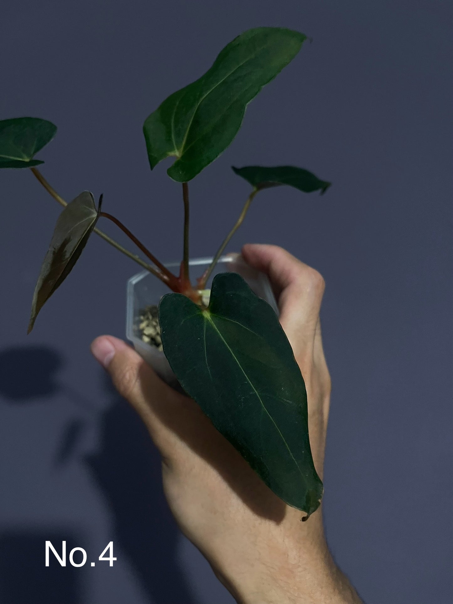 Anthurium Blue Papillilaminum (Dark Form)