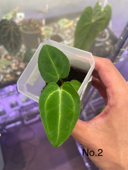 Anthurium Carlablackiae (OG5 x RA4) x self