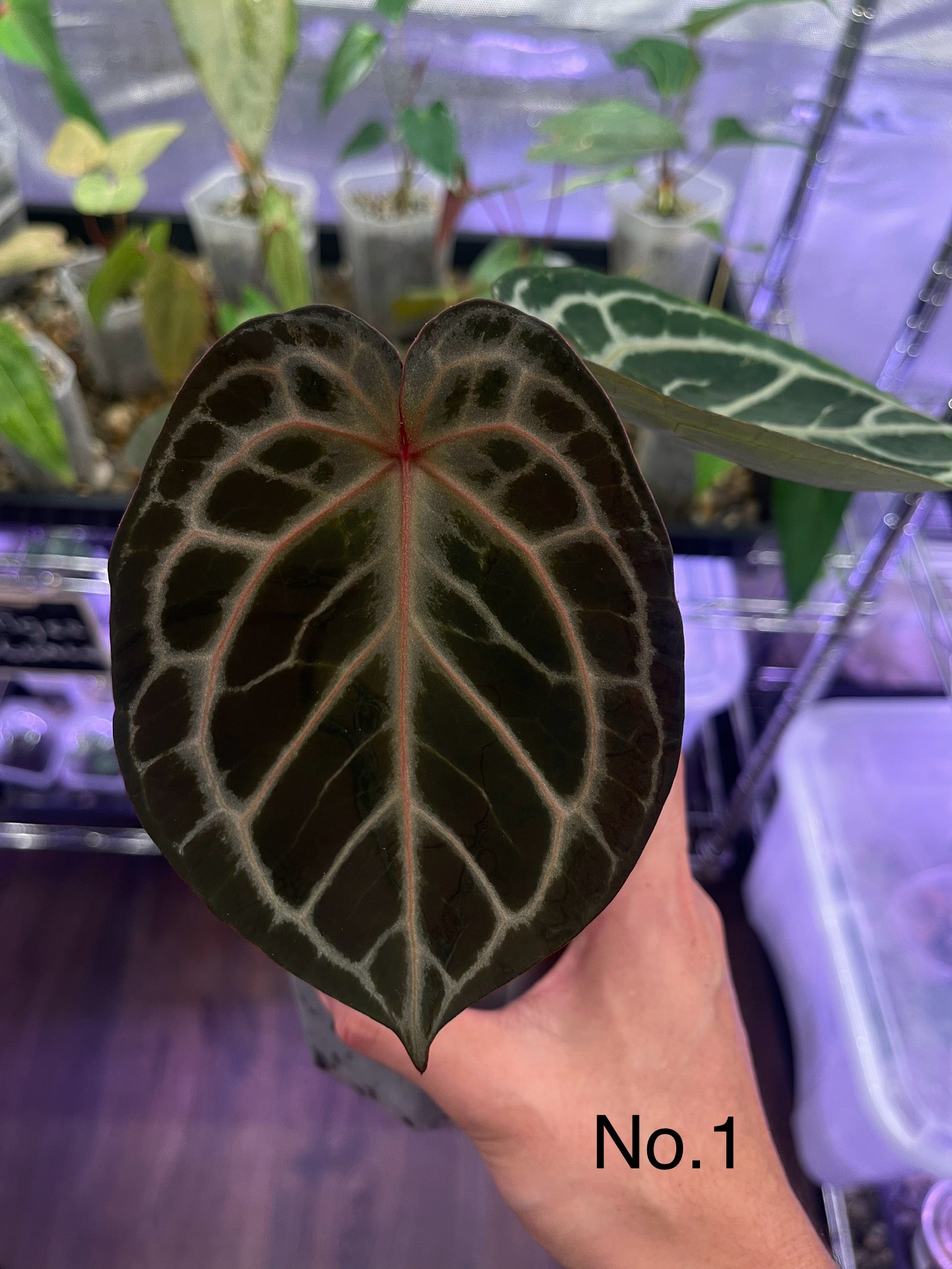 Anthurium King of Spades (HU) × Tiger Red – Secret Foliage