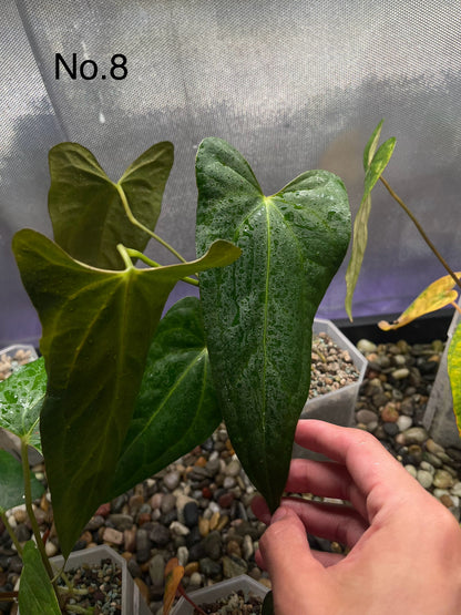 Anthurium Indo Portillae × Papillilaminum X-one