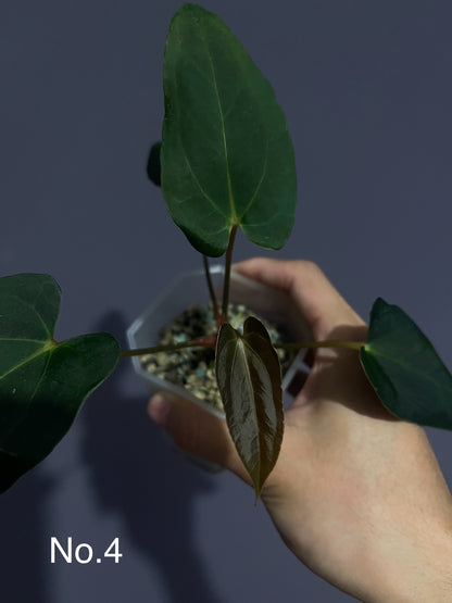 Anthurium Blue Papillilaminum (Dark Form)