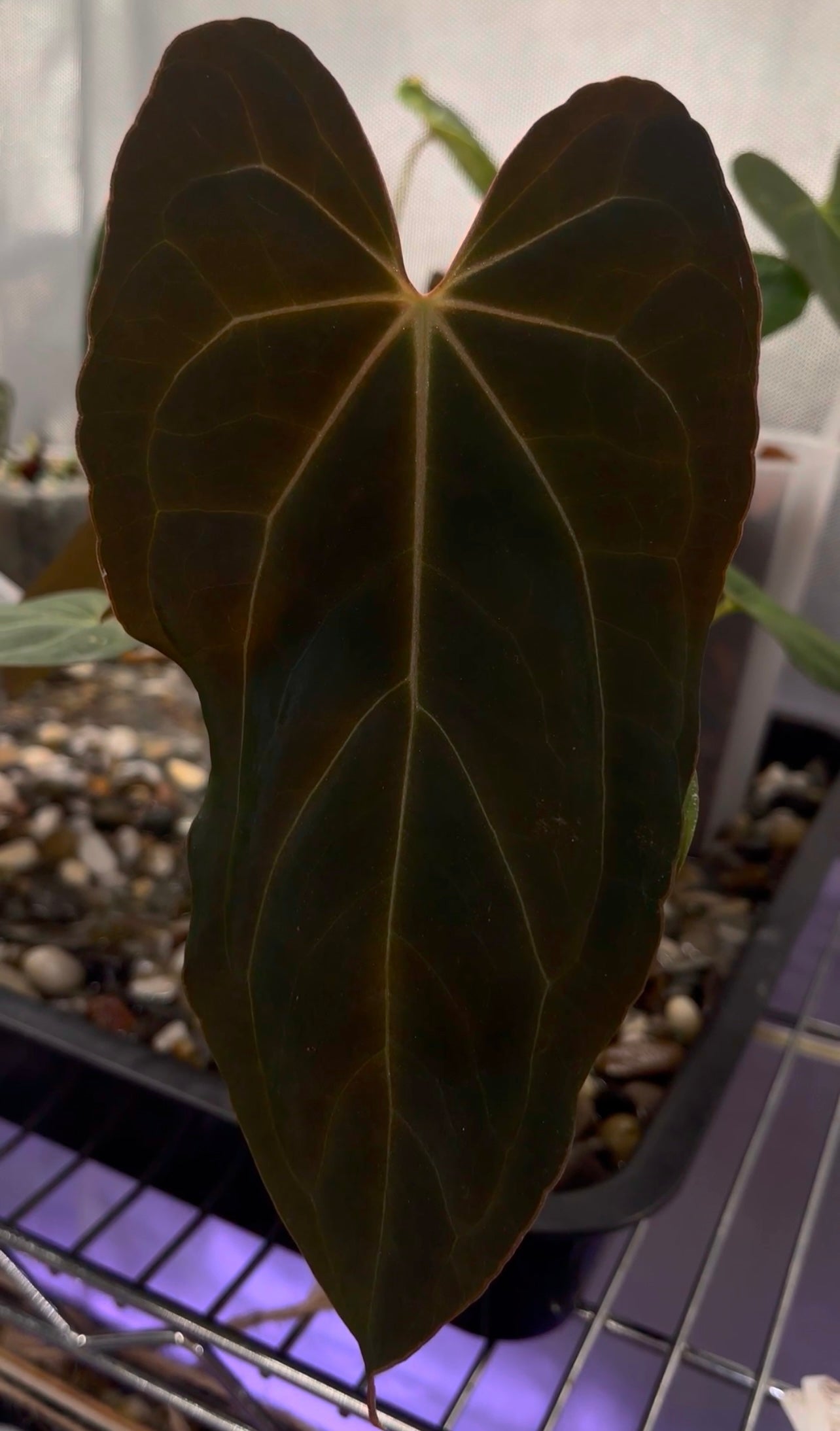Anthurium Blue Papillilaminum – Leafy Soulmates