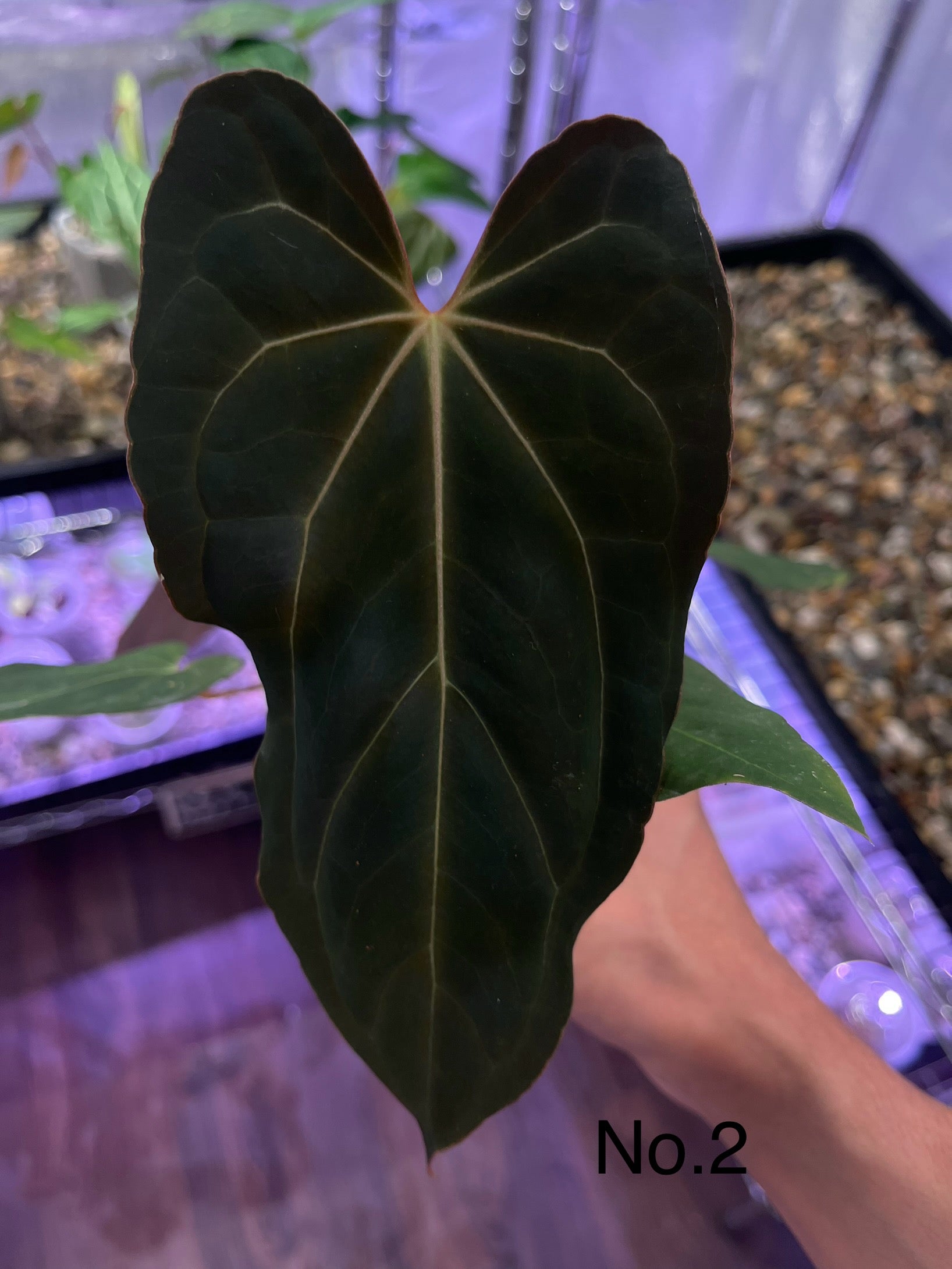 Anthurium Blue Papillilaminum (Dark Form) – Secret Foliage