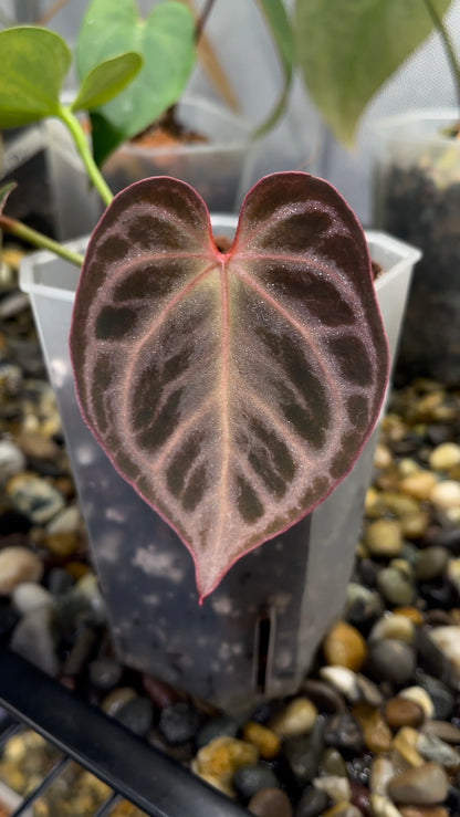 Selected Anthurium King of Spades × Red Crystallinum (HU × RC)