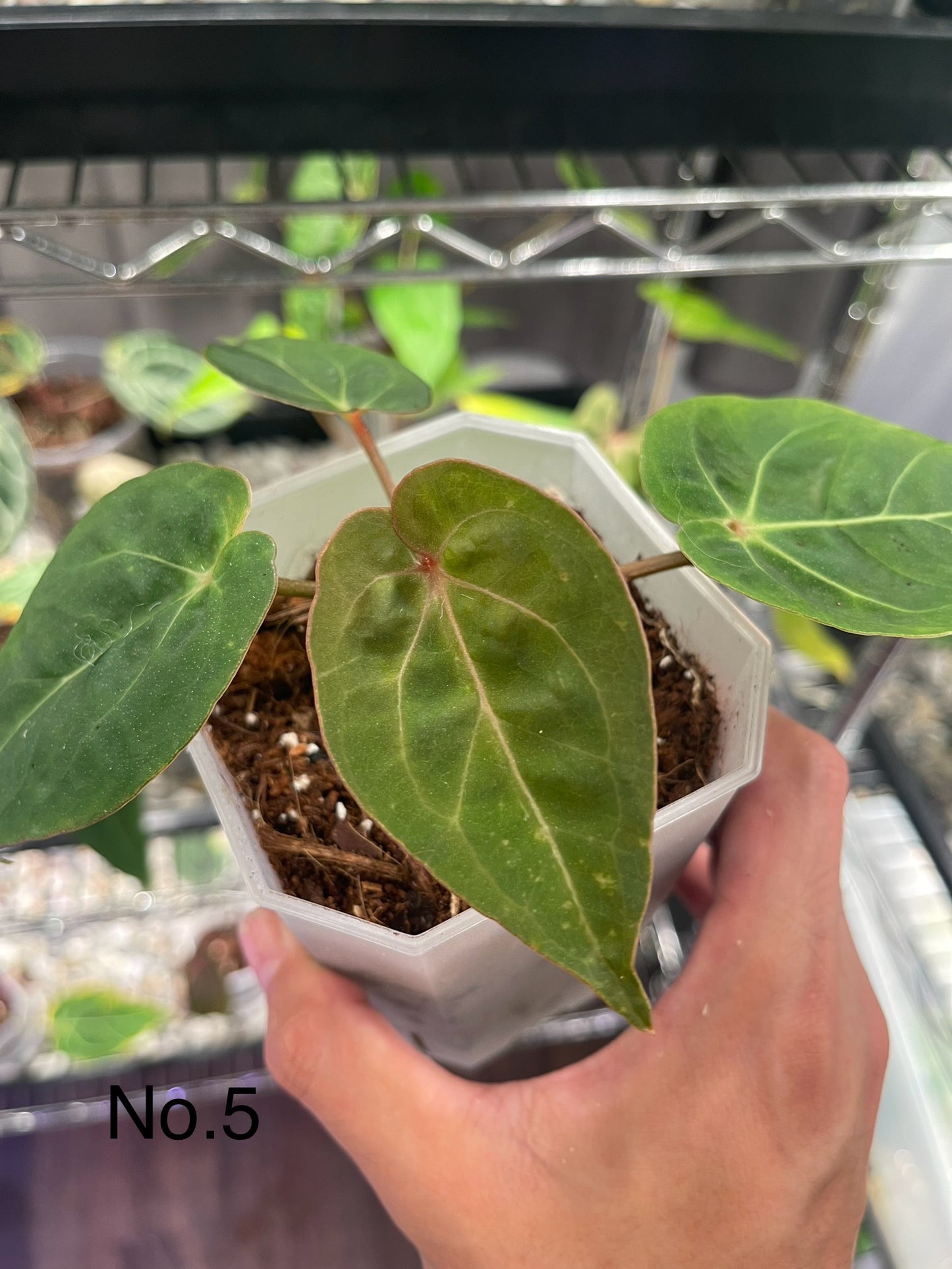 Anthurium hoffmannii Red Sinus (Indo type)