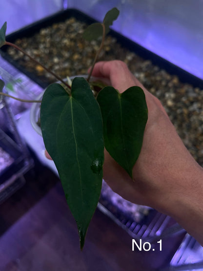 Anthurium Blue Papillilaminum (Dark Form)