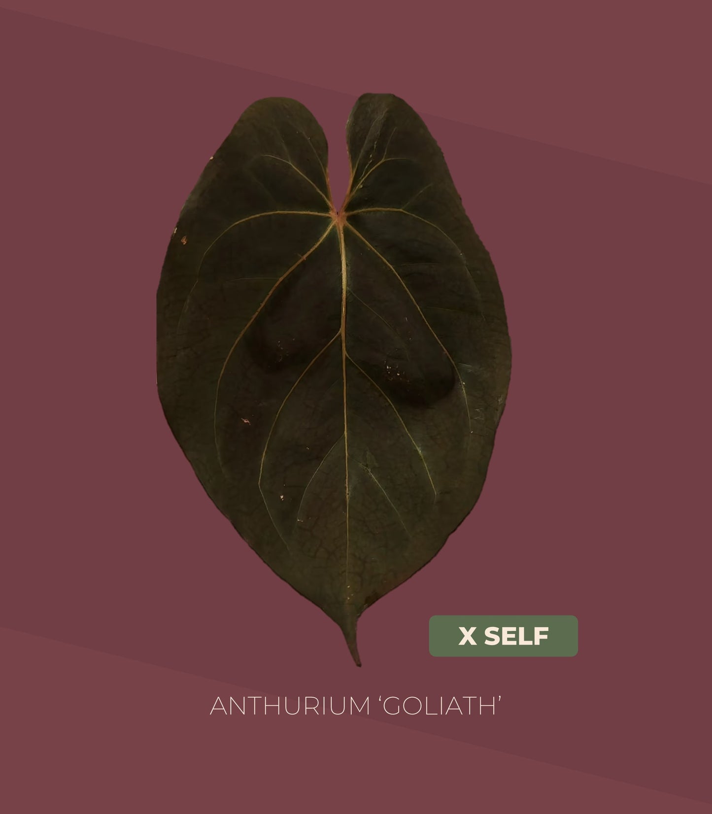 Anthurium Goliath × self