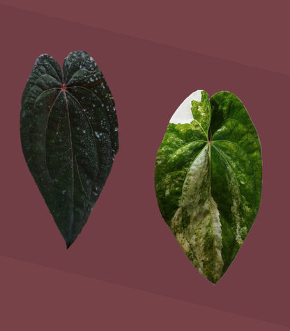 Anthurium ‘Red Vein Dark Phoenix’ × papillilaminum variegata