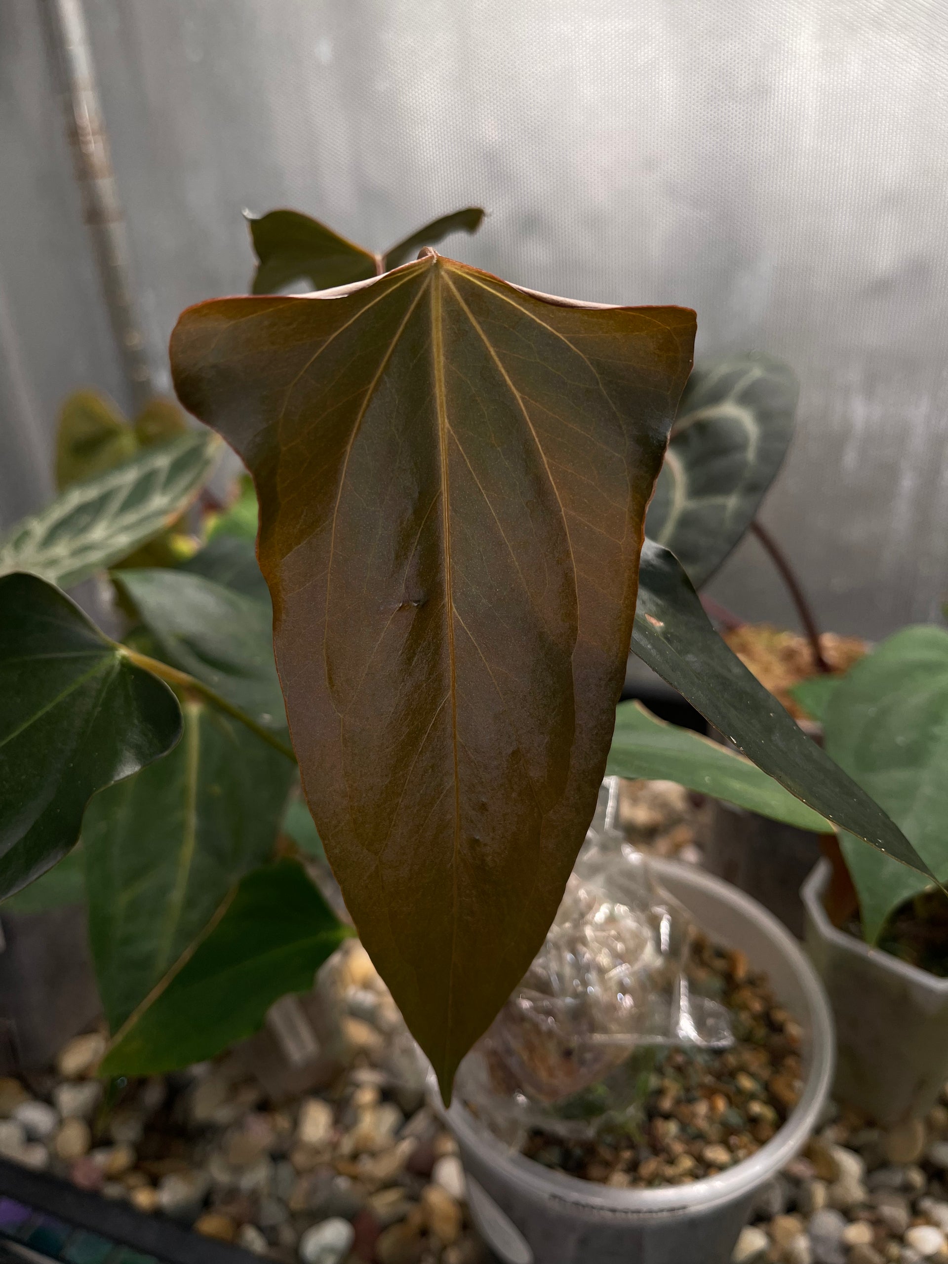 Anthurium \"Rom's black\" seedling② Black Anthurium (Flamingo Flower) Plant For Sale | Lively Root Plants
