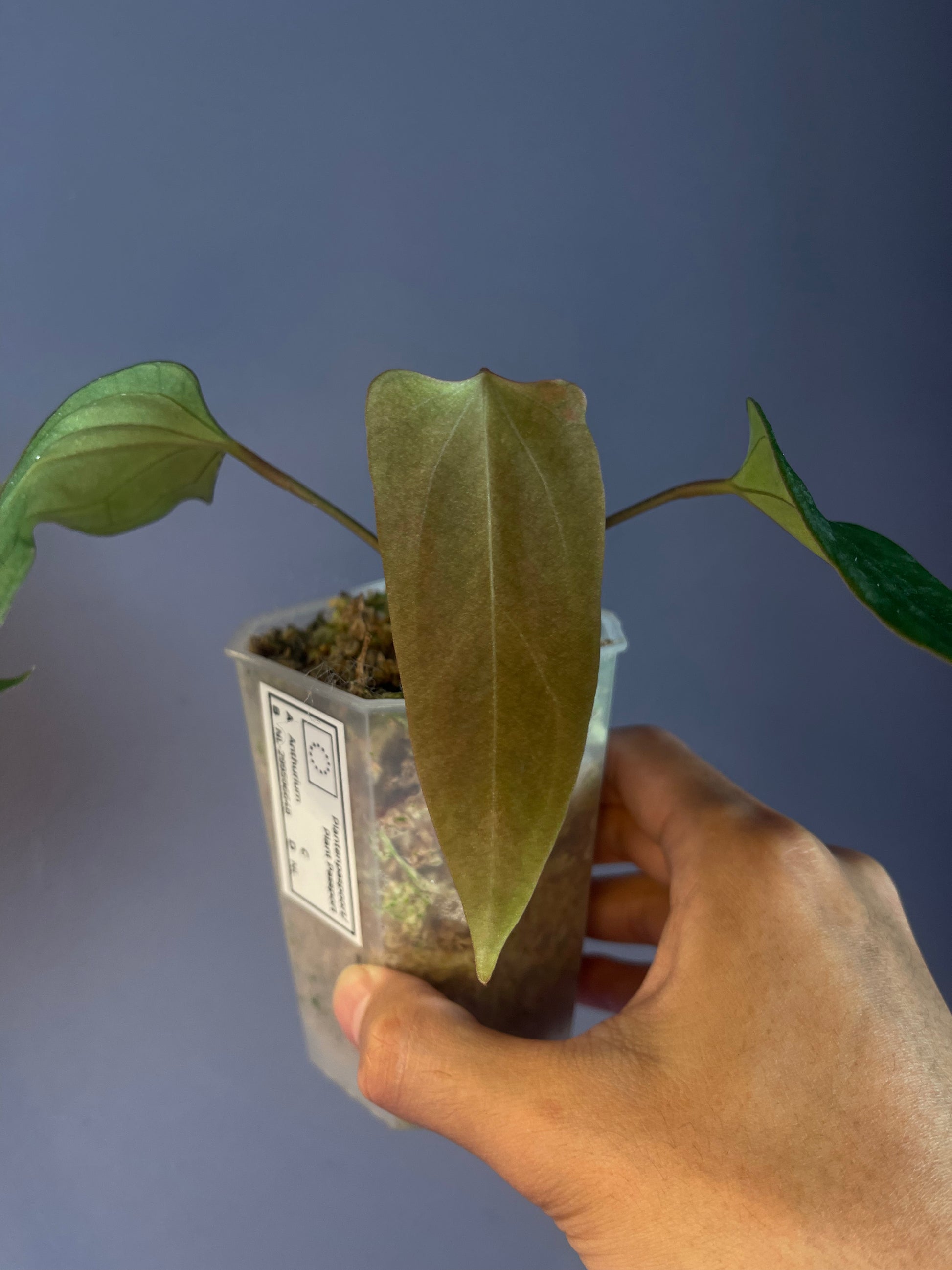 HS Portillae Dorito (xself )by Scott① Anthurium Portillae “Dorito HS Portillae Dorito (xself )by Scott① Anthurium Portillae “Dorito