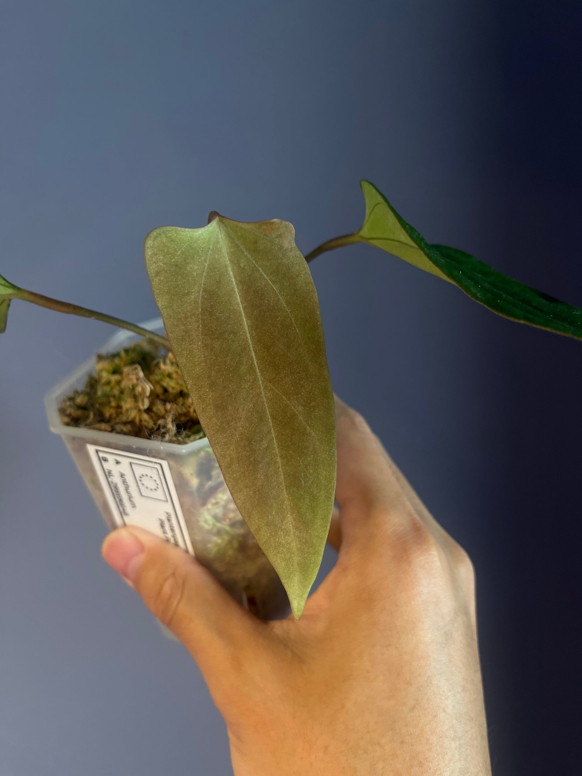 アンスリウム　ドリトー　DORITO Anthurium Portillae “Dorito” from seed – Scott Cohen Plants