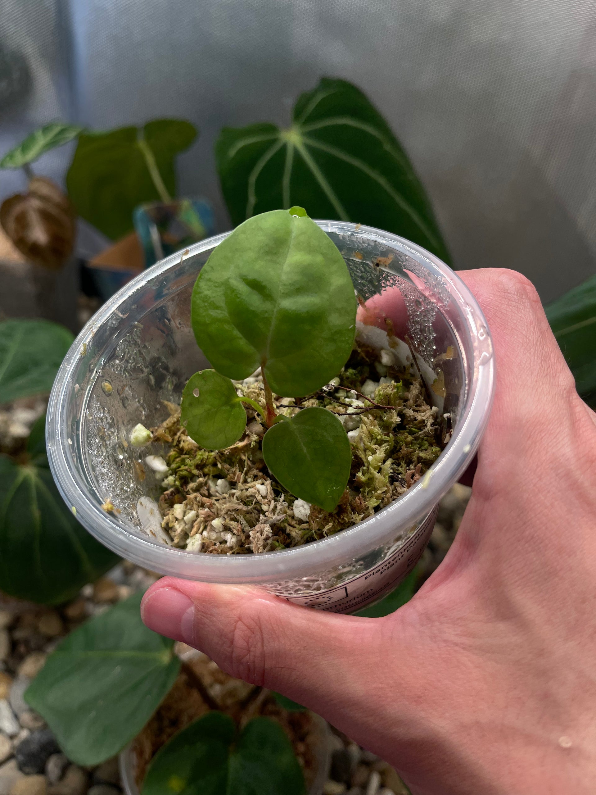 IMG-3323.heic?v=1747074526&