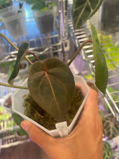 Anthurium hoffmannii Red Sinus (Indo type)