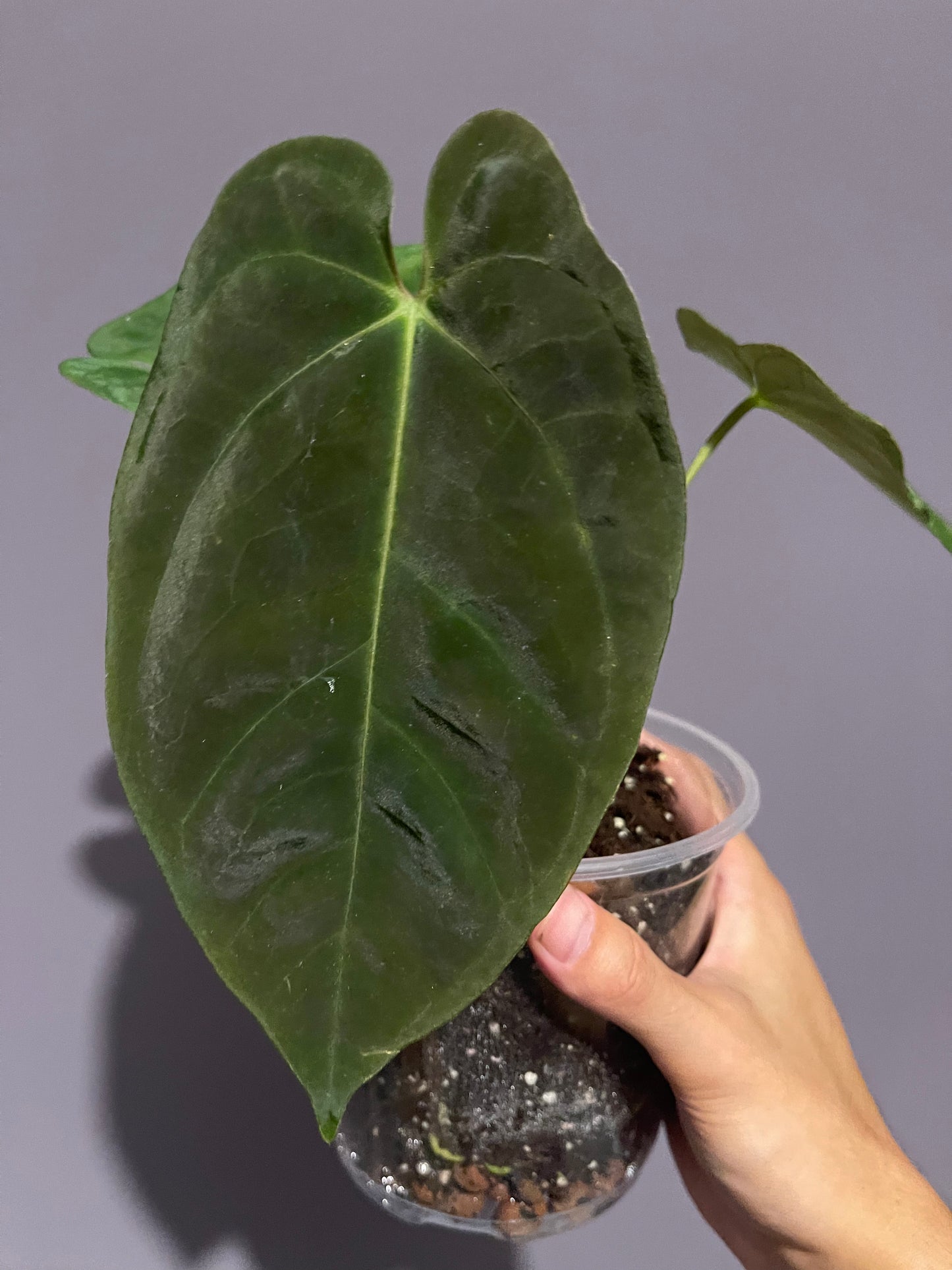 Anthurium Goliath