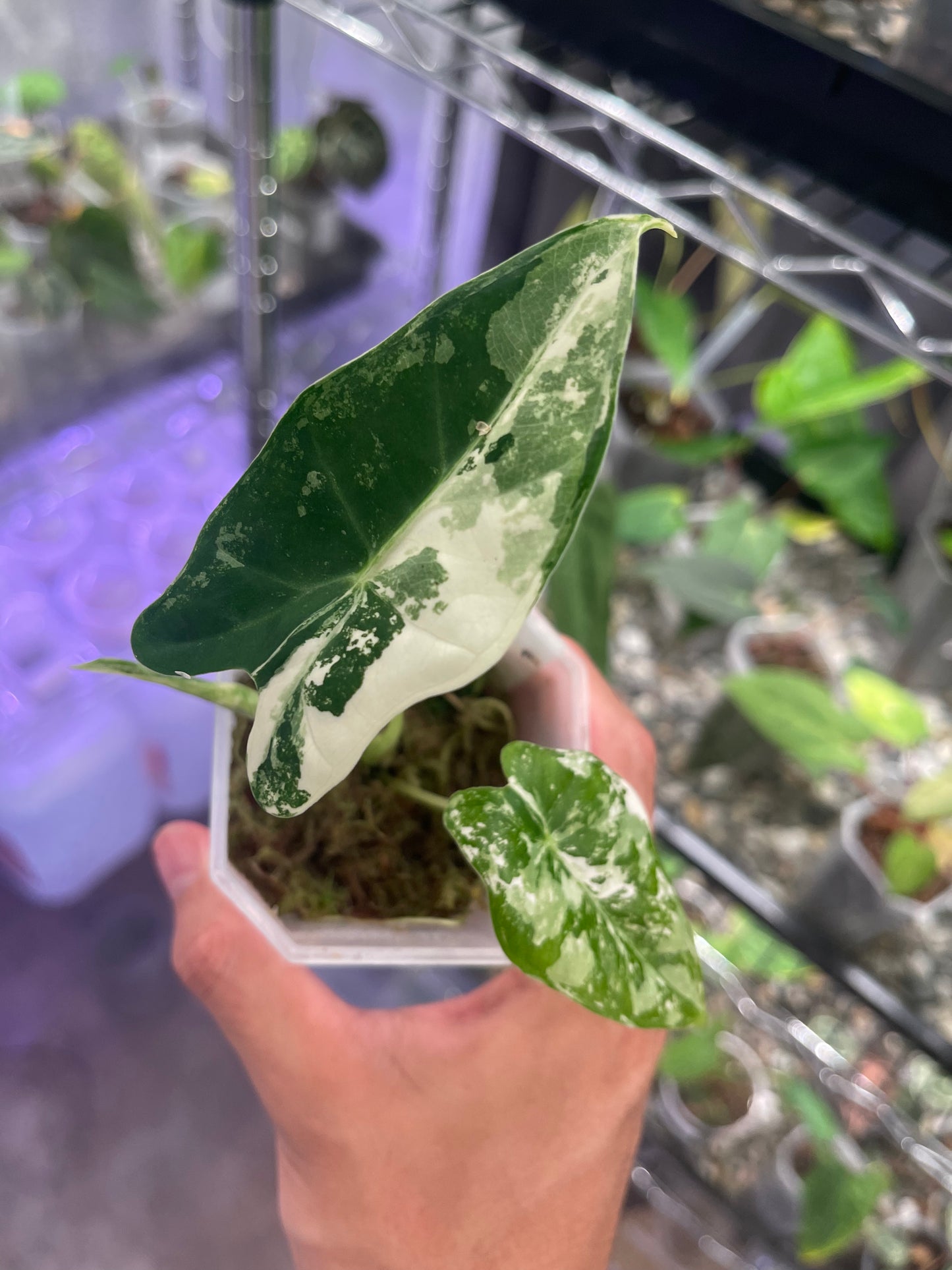 Alocasia Frydek variegata